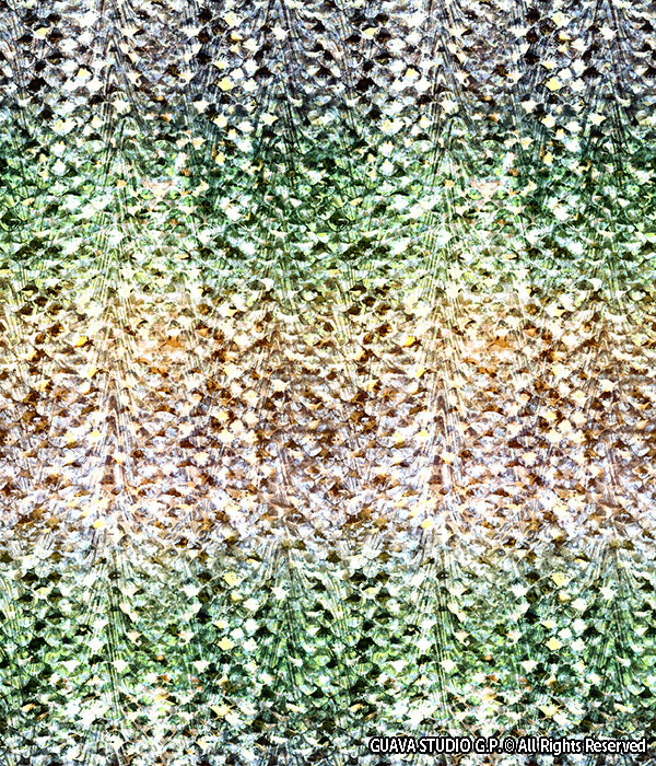 0076A- Soft Gradient Snake Skin