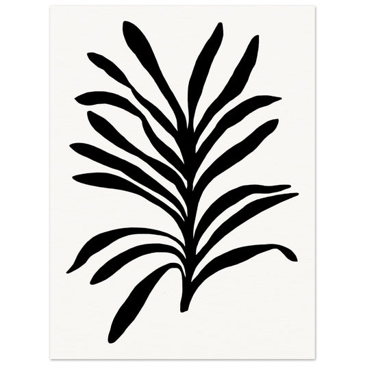 Black and White Orchid Foliage